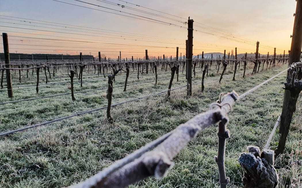 Frost on the vines