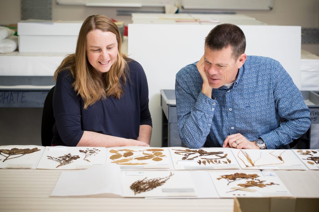 Exhibition curators, Emma Brooks (Curator Human History) and Cor Vink (Curator Natural History) with some of the 250-year-old plant specimens.