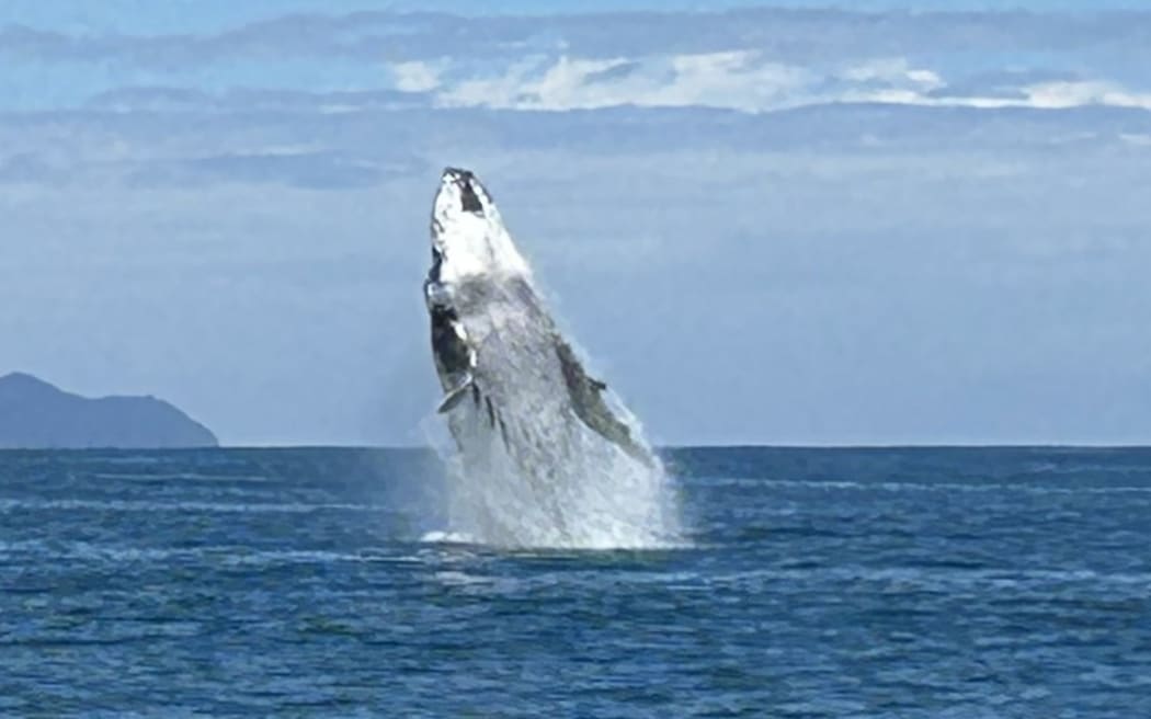 A humpback whale breaches in Bream bay just 50m from Michele Adams' boat.