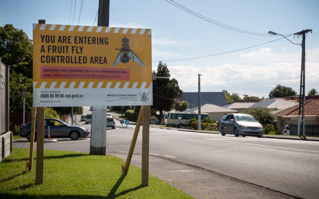 A 1.5km exclusion zone has been established around the site where a male Tau fly was found on Thursday 21 January in Auckland.