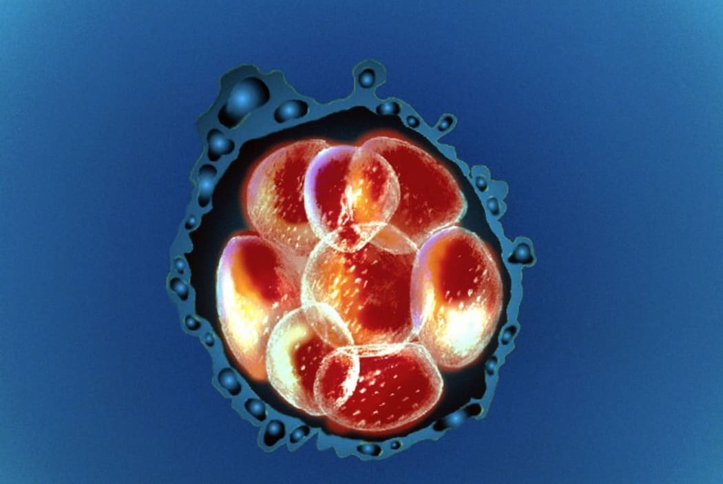An embryo
