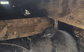 A Taranaki family has paused a bach rebuild due to nesting kororā.