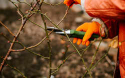 With plants dormant, now is the time to get busy with the secateurs.