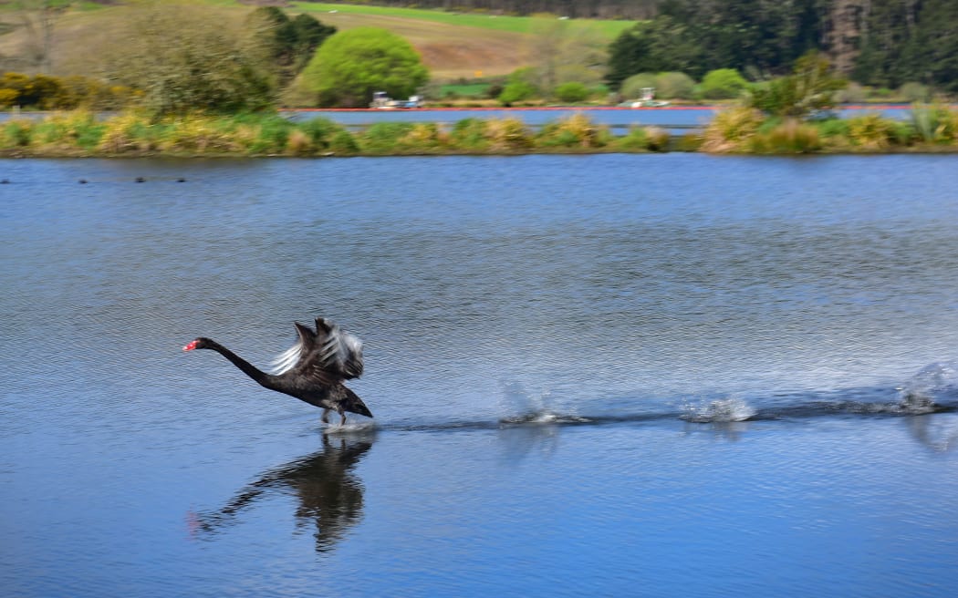 A black swan landing on Waikato River in New Zealand