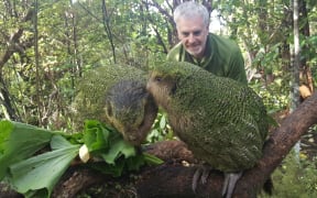 Daryl Eason, from the Department of Conservation's Kākāpō Recovery programme, watches on as hand-reared chicks Tiwhiri-2-A and Marama-1-A learn to eat different native plants as they prepare for their release into the wild.