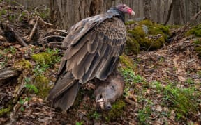 A Turkey Vulture in West Virginia