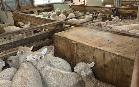 Cornwall Park sheep in pens waiting to be shorn