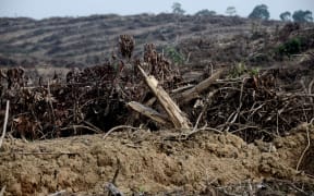 An Indonesian forest cleared to plant oil palm trees, 19 May 2017.