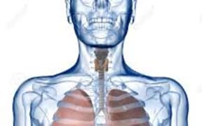 lungs