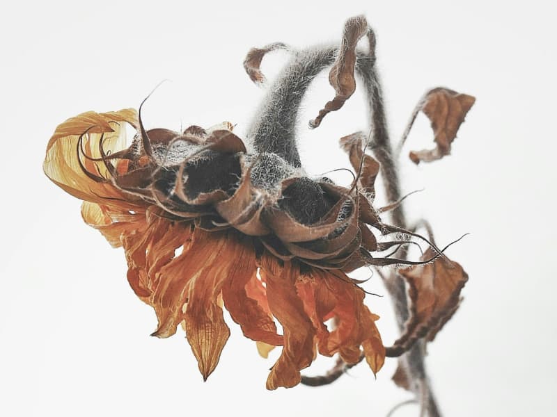 A dead flower