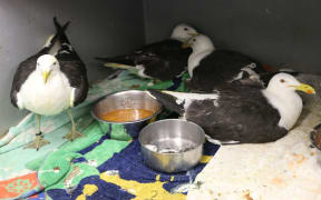 At the Wellington Bird Rehabilitation Trust facility in the Ohariu Valley north of Wellington. Birds possibly poisoned