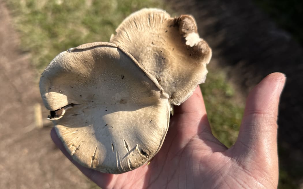 Foraging for mushrooms in the wild.