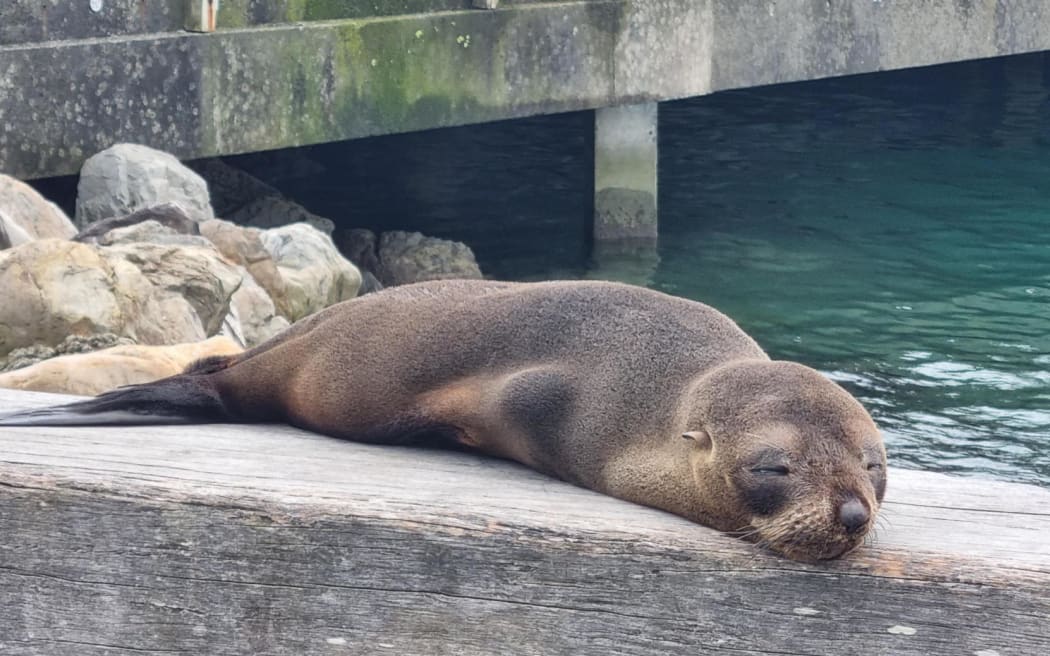 Close up of a seal pup lazing on a wooden plank on the Wellington waterfront.