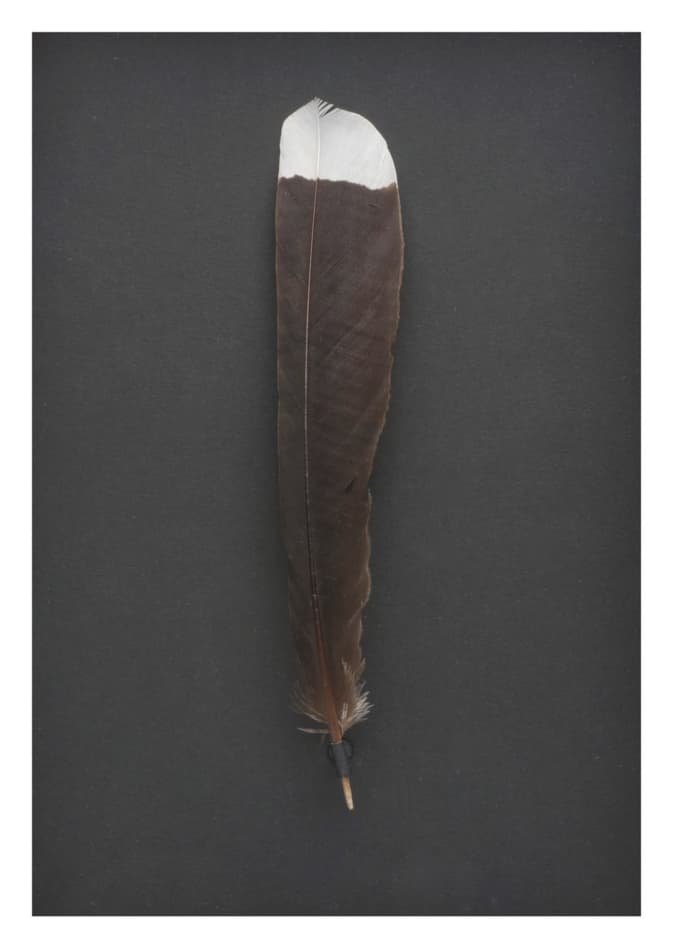 Huia feather.