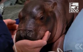 Paediatricians save premature hippo with 24hr care