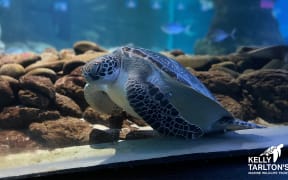 Smee the turtle at Kelly Tarltons.