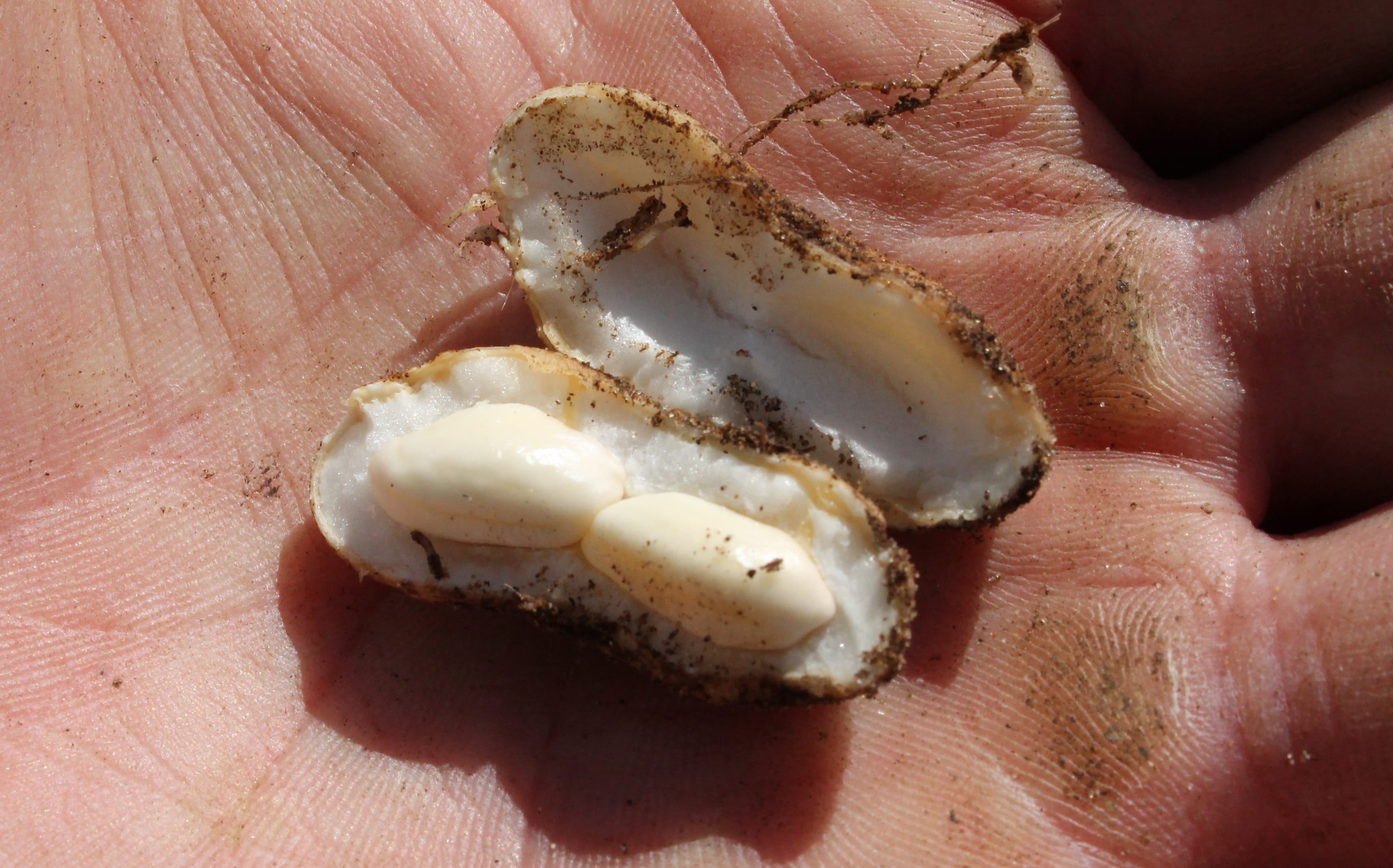 immature peanut