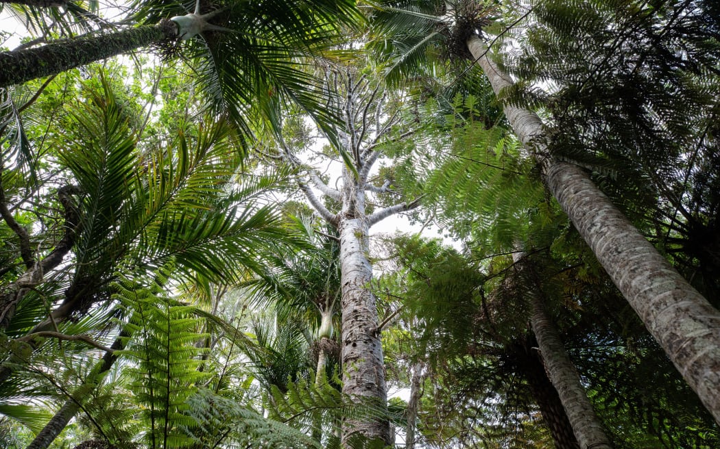 A rāhui was in place by local iwi Te Kawerau ā Maki at Waitākere Ranges to protect against Kauri Dieback - now several kilometres of tracks have been reopened.
