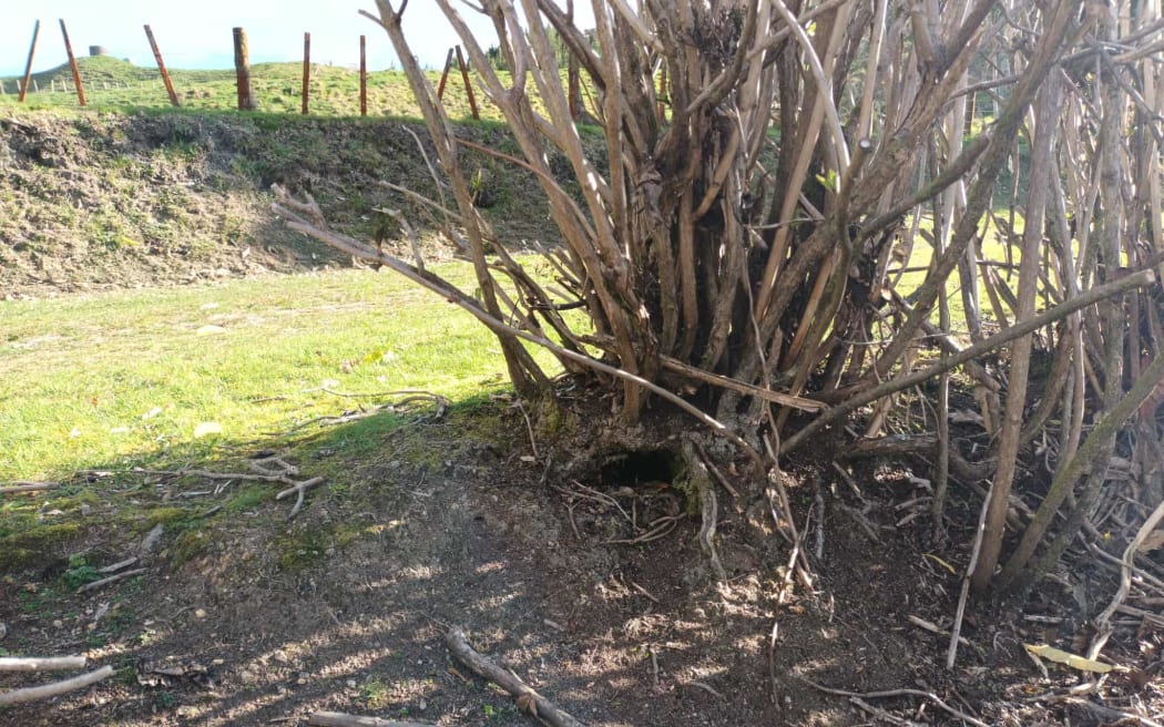 More rabbit damage at an Okere Falls property.
