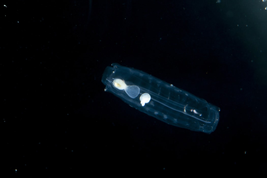 A newly released embryo which will grow into a solitary asexual oozooid. It still has a remnant of its placenta.