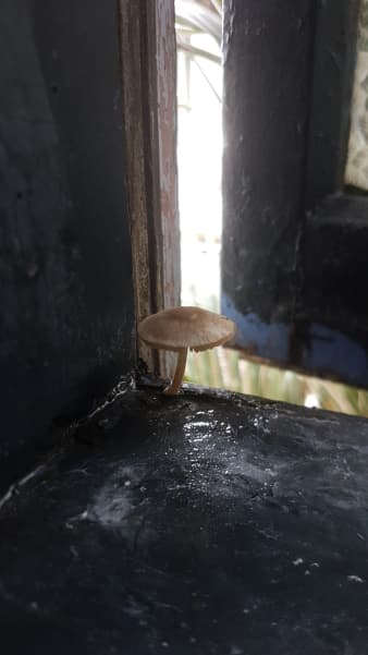 A mushroom grows on the bathroom window of a rental property in Aro Valley, Wellington.