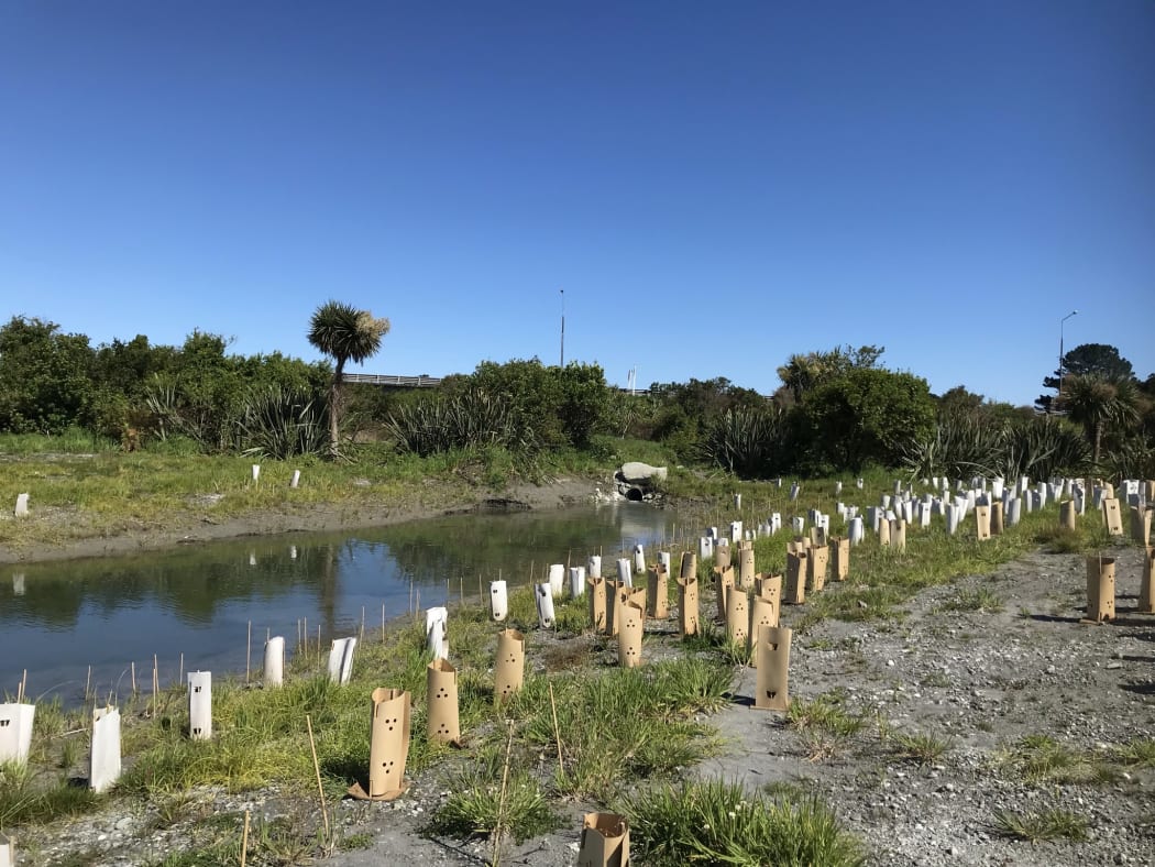 New plants along the channel at Wadeson Island