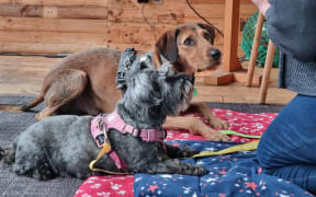 Dogs being trained under DOC's Lead the Way campaign