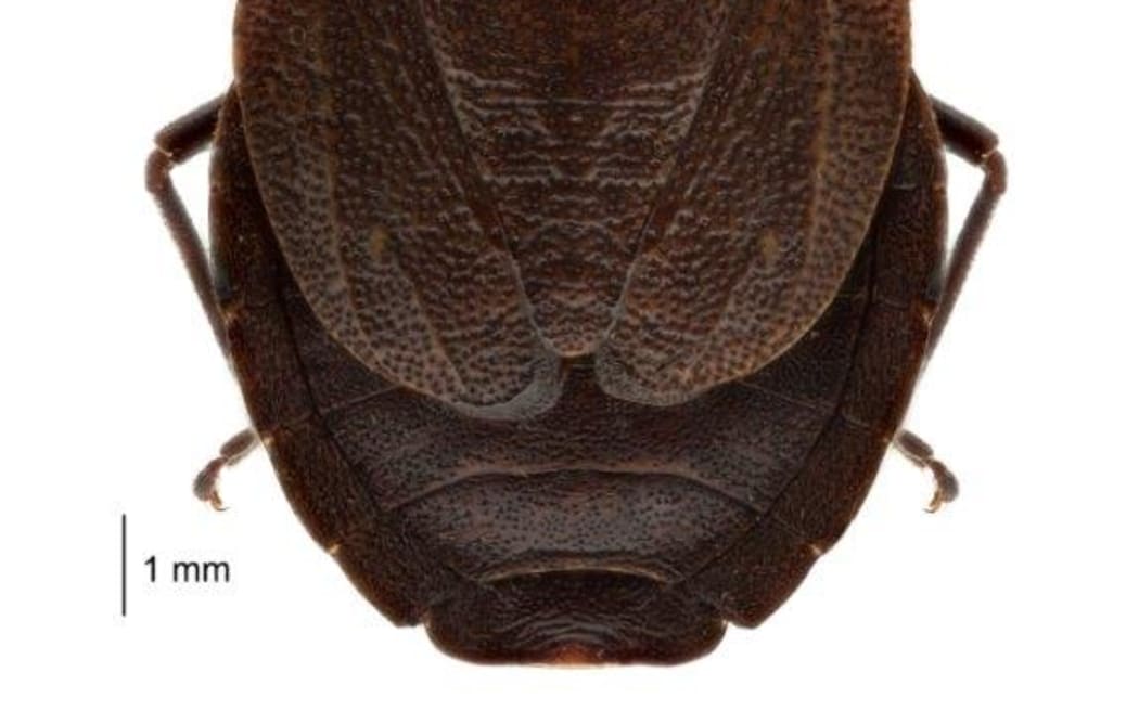 Hypsithocus hudsonae