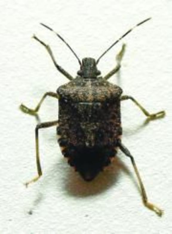The brown marmorated stink bug.