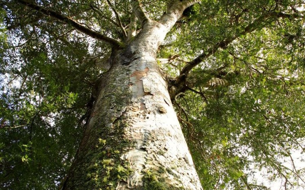 Large kauri in the Waipoua Kauri Forest