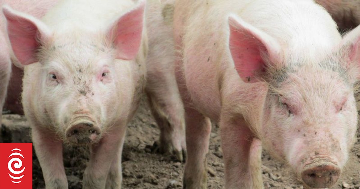 Ancient DNA shows how Pasifika carried pigs across the ocean