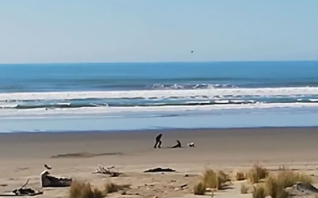A screenshot of the footage released by DOC showing a dog attacking a seal.