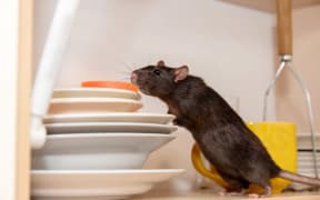 Rat crawls in the kitchen on dishes and looking for food. The concept of rodents in the house
