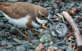 Banded dotterel chicks