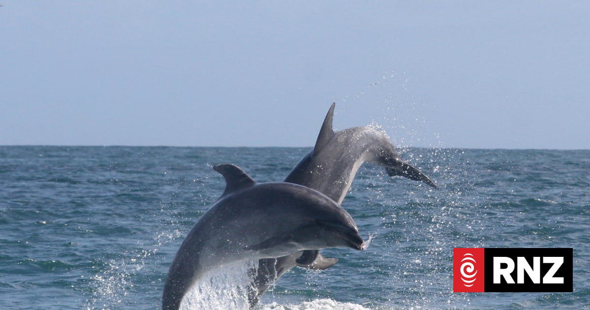 'Safe zones' for dolphins in Bay of Islands dropped after rule change