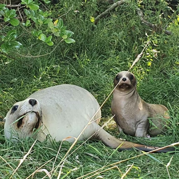 Sea lion Hiriwa and her pup at their hideaway at Chisholm Golf Course.