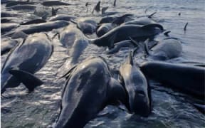 Pilot whales at Parengarenga Harbour on Saturday 18 December 2021.