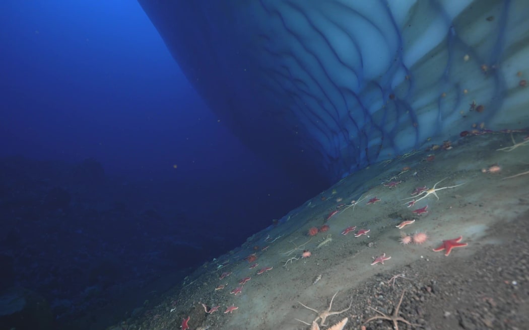 An angled view of a sandy seafloor dotted with starfish. Some starfish are pink or red and fat, others are white with spindly legs. The water is dark blue. On the left, a wall of veined ice rises from the seafloor.