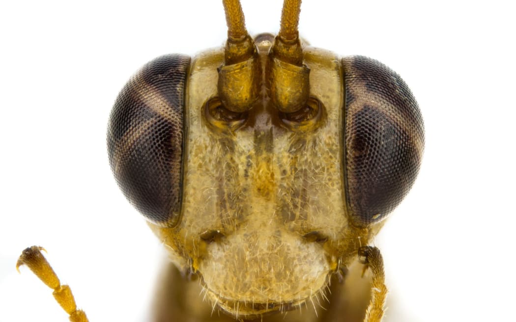 Lusius malfoyi, a parasitoid wasp described by Harry Potter fan Tom Saunders.