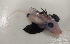 A newly hatched ghost shark found on the Chatham Rise, off the east coast of the South Island.