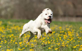 Dogo Argentinos are classified as a menacing breed