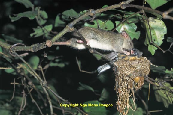 Ship rat eating a fantail on the nest