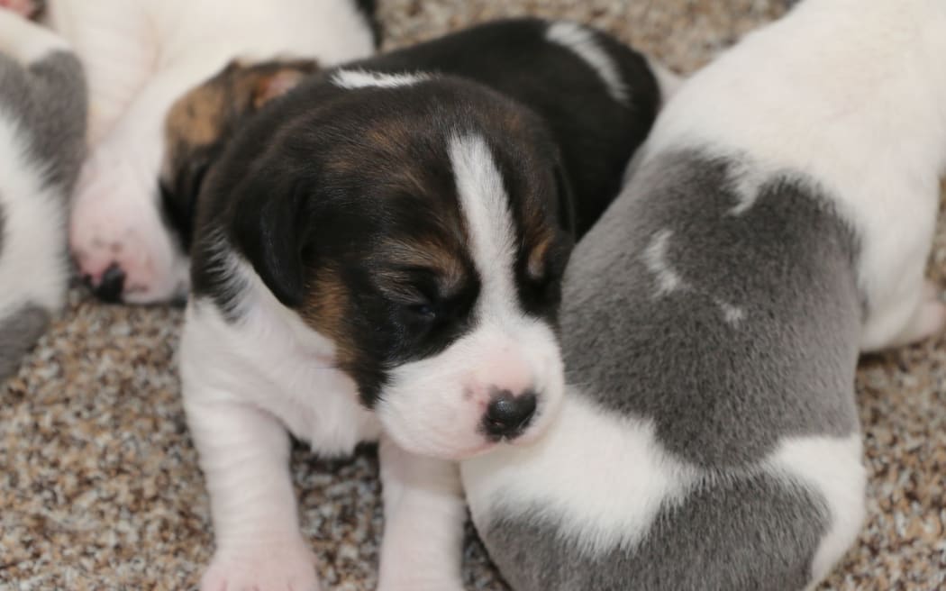 New biosecuirty puppies.