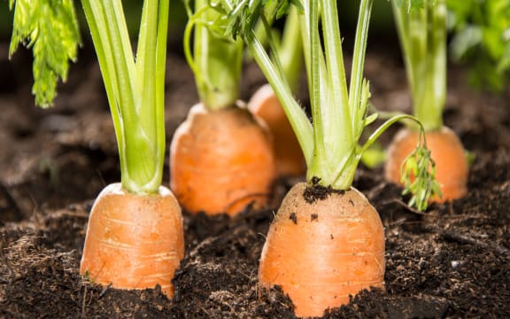 Carrots