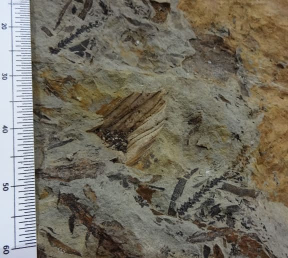 These fossils have not been exposed to sunlight for 97 million years.