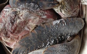 Seized turtle meatSeized turtle meat