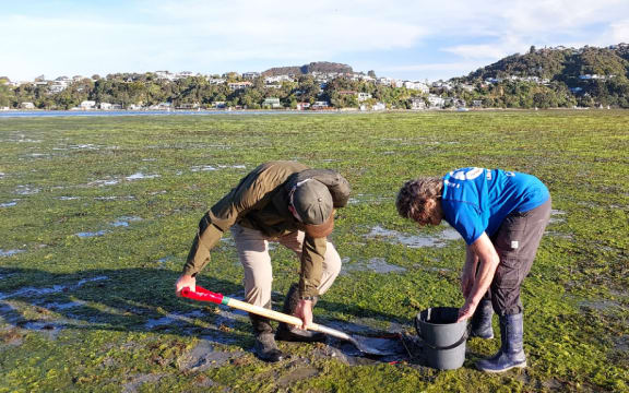 Two people working on a tidal flat covered in green algae or seaweed, using a spade and a bucket to collect cockle samples. They are wearing outdoor clothing and gum boots. In the background, there are hills with houses and trees under a clear sky.