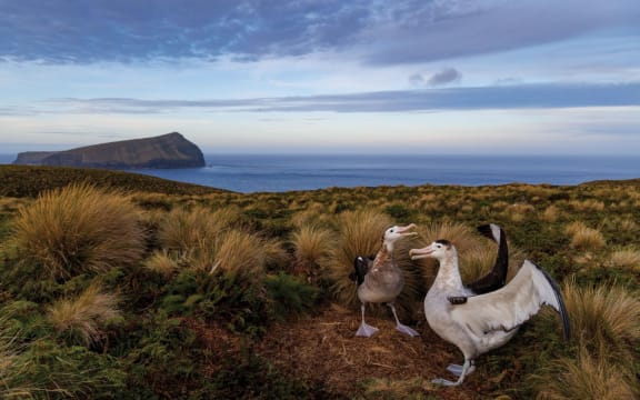 Two large albatrosses with brown-white plumage stand on a bare patch of soil among an expanse of tussock. The albatrosses are angled towards each other with beaks slightly open and the one on the right has its wings outstretched. The ocean is visible in the distance, beneath a sky streaked with dark grey clouds.