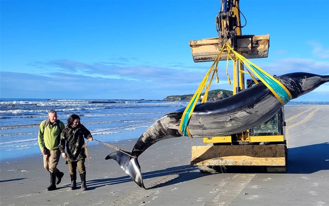 Spade-toothed Whale