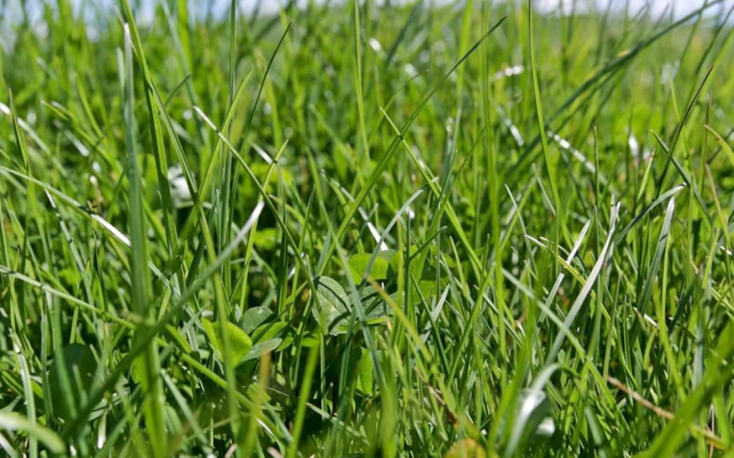 Ryegrass (Lolium perenne)